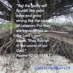 #flourish by: Julie&nbsp;Wicker