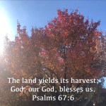 #harvest by: Julie&nbsp;Wicker