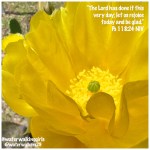 #mindsetmonday #thisistheday #letsrejoice #findjoyinthejourney