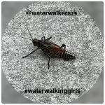 #focusfriday #watchyourstep #waterwalkinggirls