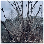 #spiritualsunday #reviveus #waterwalkers