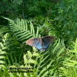 #faithfriday #sight #waterwalkers