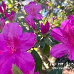 #revealed #rethinkchurch #lent2023&nbsp;#waterwalkers