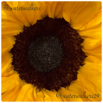 #mindsetmonday #grace #waterwalkers