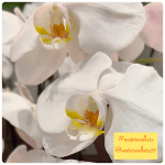 #thankfulthursday #spreadgrace #waterwalkers