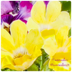 #finishfriday #godscent #waterwalkers