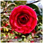 #seeyousaturday #friends #waterwalkers