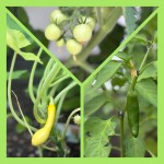 #thankfulthursday #tomorrow #waterwalkers